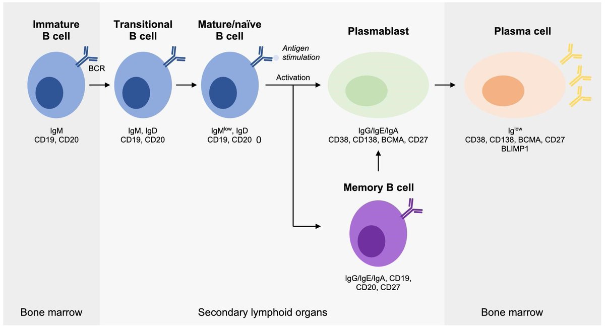 hardik4u24's tweet image. 🧬Membranous nephropathy= autoantibodies→ complement→ podocyte injury

🟣B cells &amp;amp; plasma cells make antibodies
🧪Classical/lectin pathways→ C5b-9
🫘Foot process effacement→ proteinuria

🎯 B cells, plasma cells, complement

🔗 doi.org/10.1093/ckj/sf…

#Nephrology #MN