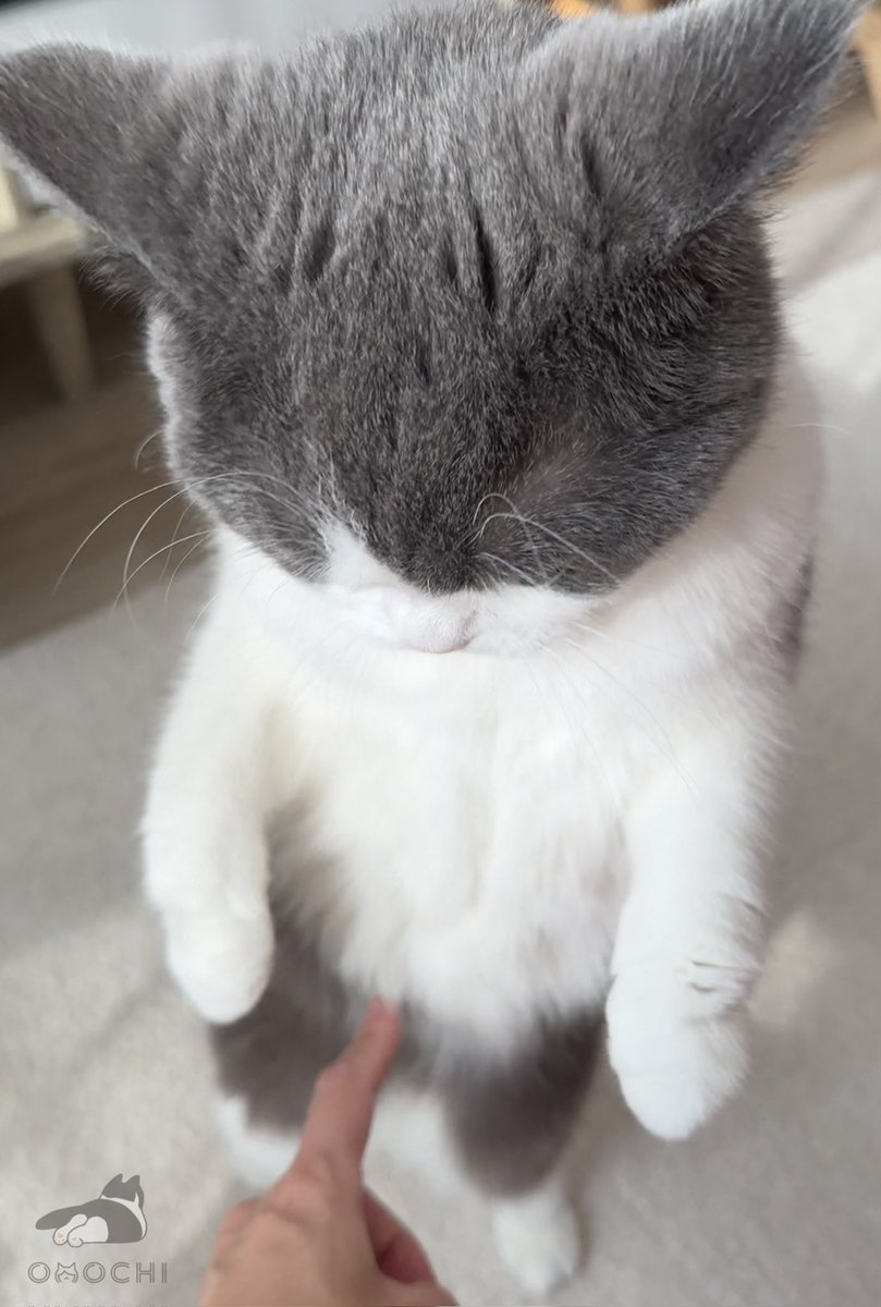 おもち (@omochiomoching) / Posts / X