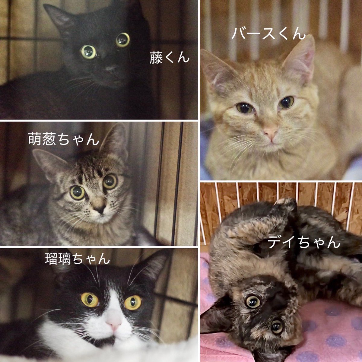 88期生、新にゃん5匹のご紹介❗️ 藤（ふじ）くん、萌葱（もえぎ