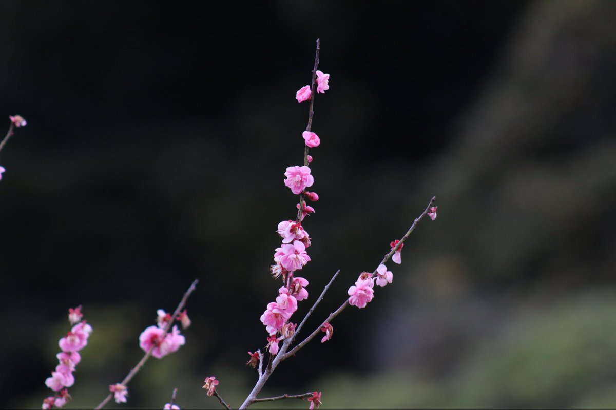 ひとで tweet media