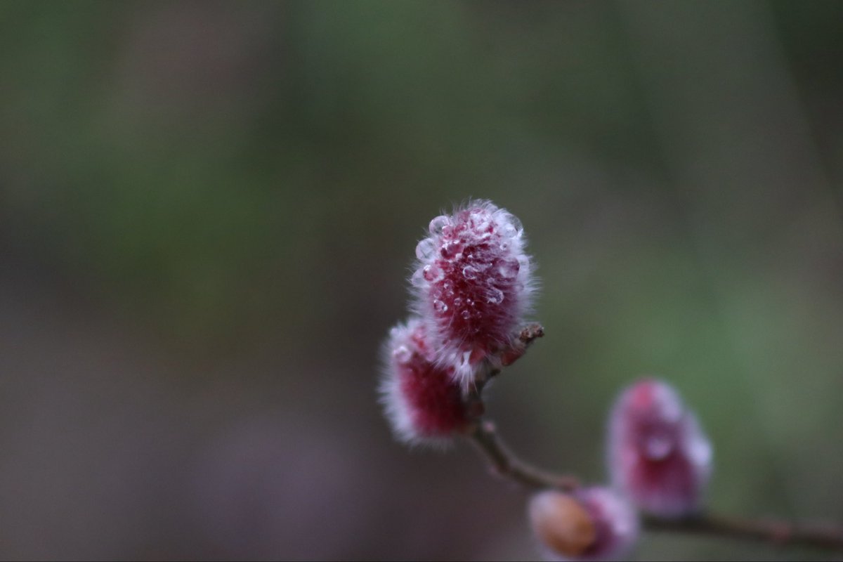 ひとで tweet media