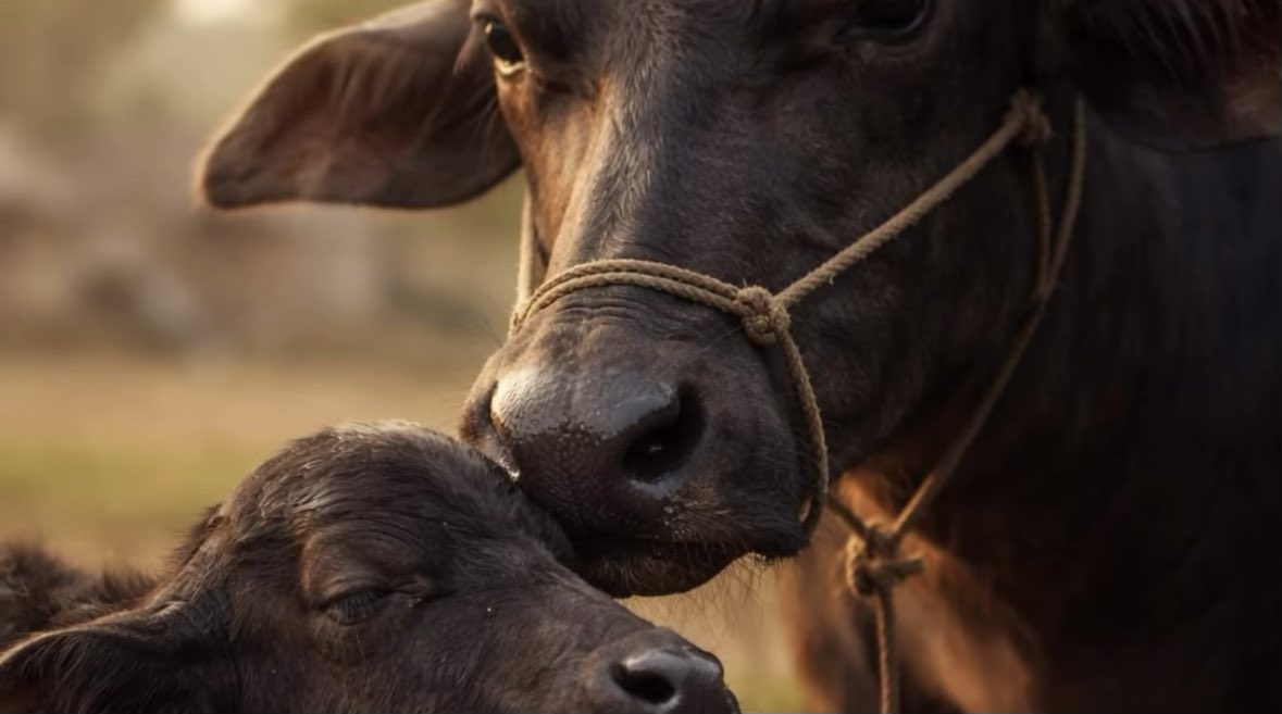 I often wonder about Buffaloes

The Animal We Chose Not to See

Walk through any Indian city and you will see cows everywhere : on roads, near temples, in traffic, in headlines.

But you will almost never see a buffalo.

Not a female.
Not a male.
Not a calf.

And yet much of the