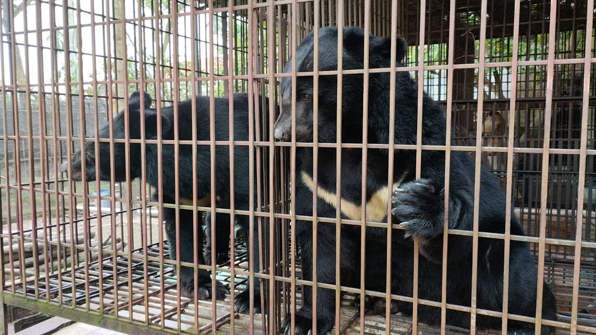 Not yet free. A couple of bears are still waiting to be transferred to a sanctuary after nearly 30 years on bile farms.

Across Vietnam, most bile bears were trafficked as cubs in the 1990s. Since 2005, ENV has worked with authorities and partners to phase out bear farming. 🐻