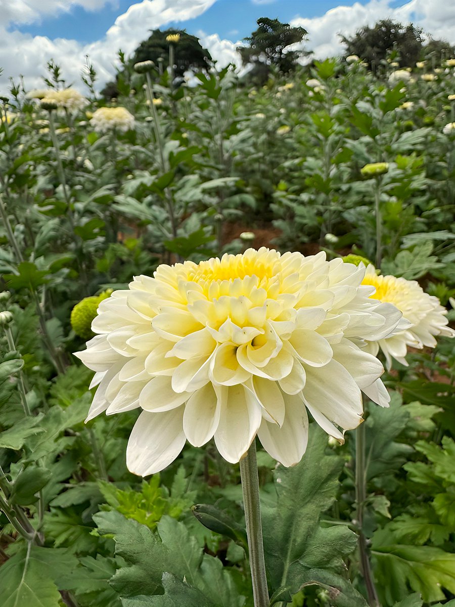 Embassy of Switzerland in Zimbabwe tweet media