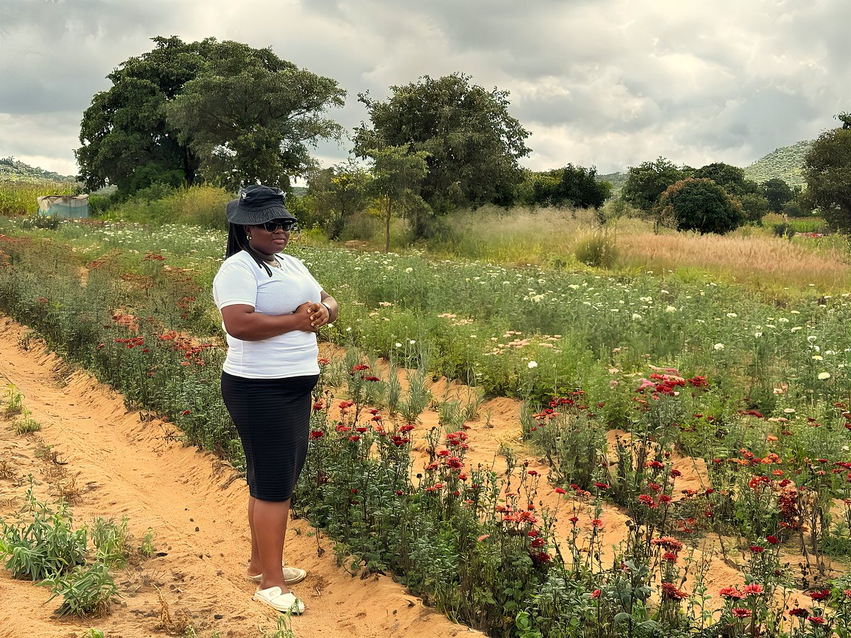 Embassy of Switzerland in Zimbabwe tweet media