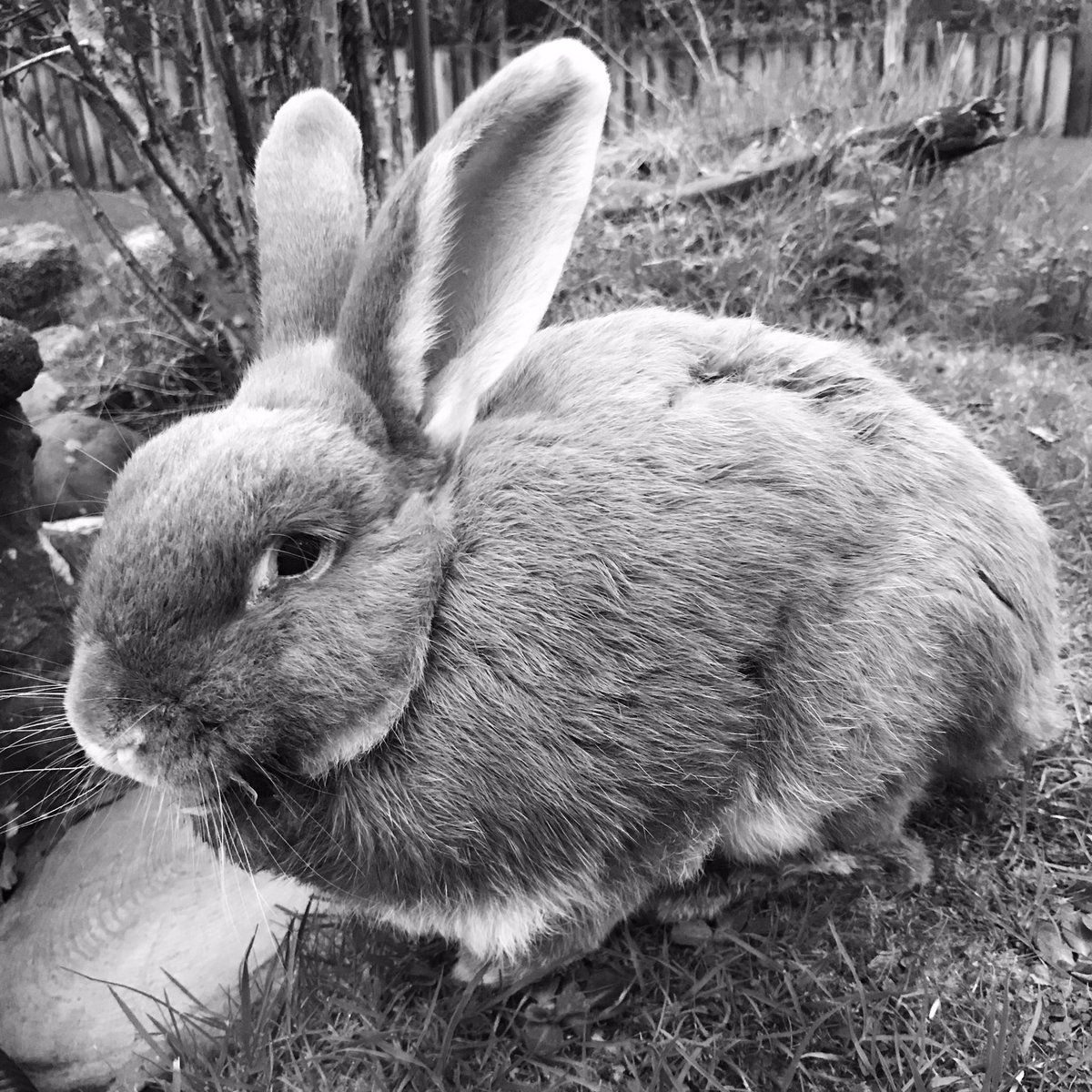 With great sadness I have to tell you all that Rocky passed away peacefully last night.  He would have been 11 in May.  He hadn’t been eating properly and he developed stasis which, combined with his arthritis, brought us to the devastating decision.