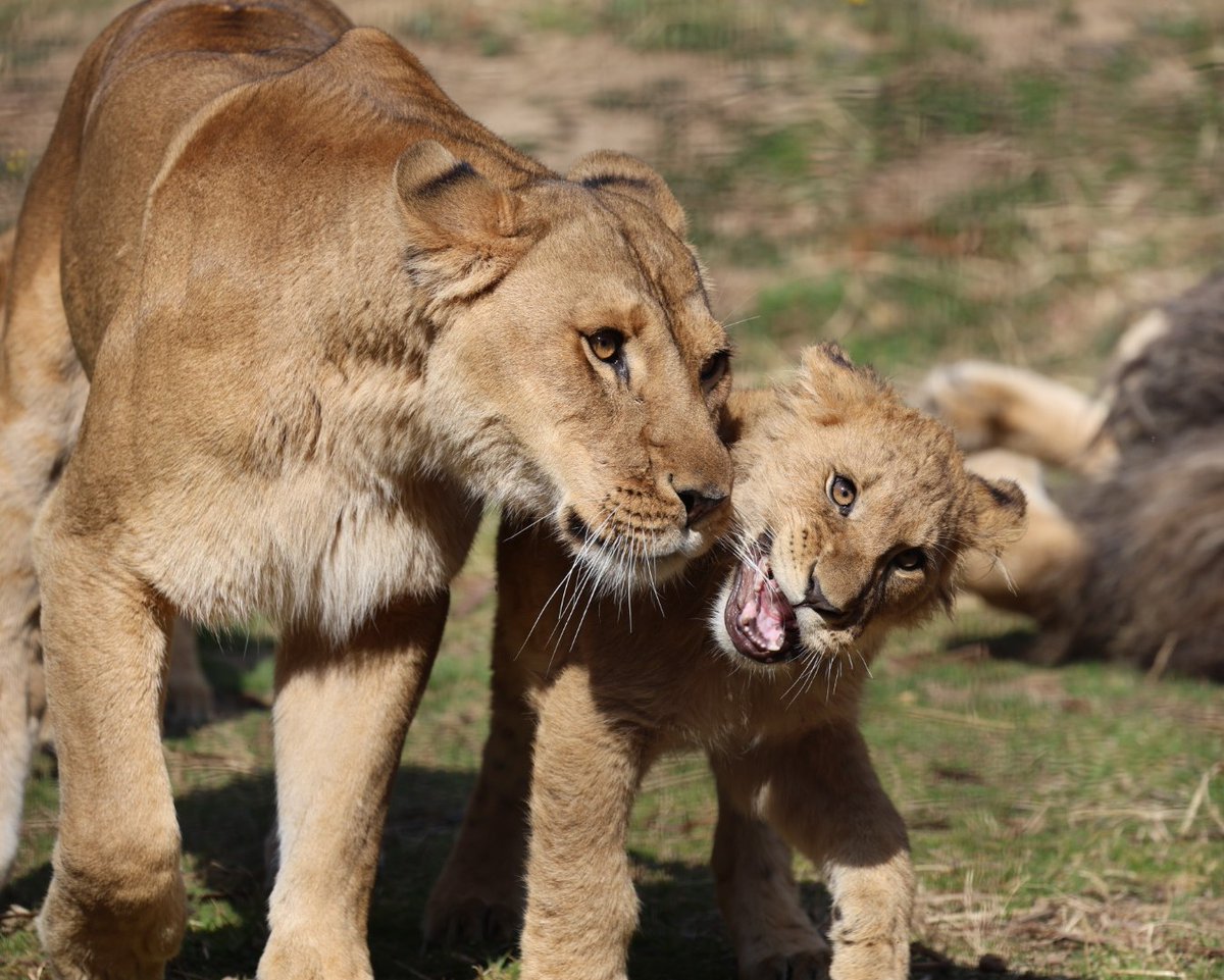 とっても良い表情の親子✨ ＃のんほいパーク ＃ライオン