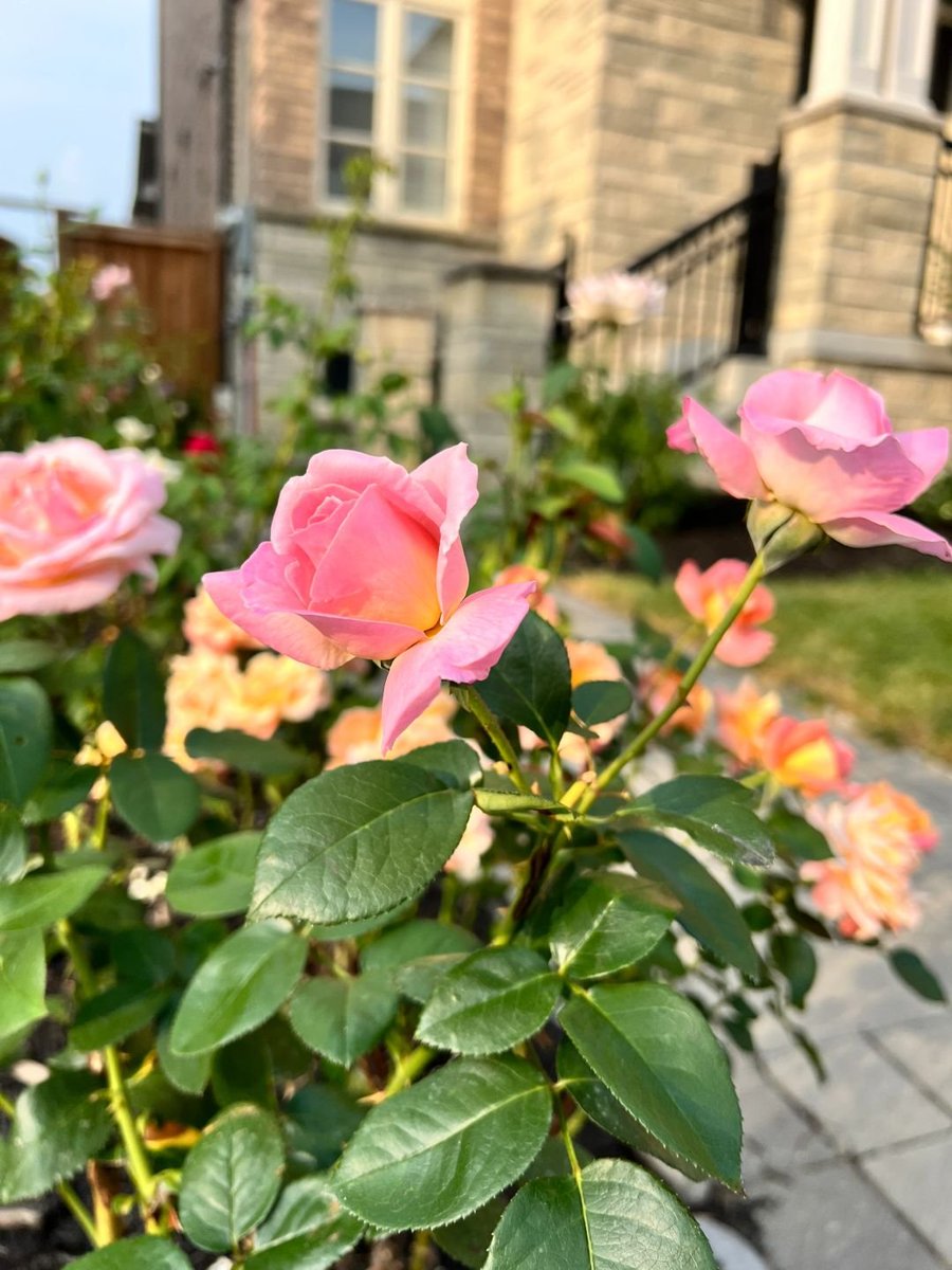 Daisy90918's tweet photo. Stop and smell the roses 🌹 https://t.co/iwgJKTtAYa