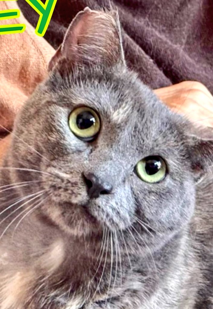 Erta2017's tweet photo. #Grey
Una espectacular Gatita azul Ruso de solo 10 meses.
La encuentran inconsciente en un contendedor, con laspatitas atadas.
Ella ama a #Lioh ( también en #adopción)
¿Adopción conjunta?.🙏🏼
Está o están en: https://t.co/S6PDdlWxPk https://t.co/OTwhrALGAO