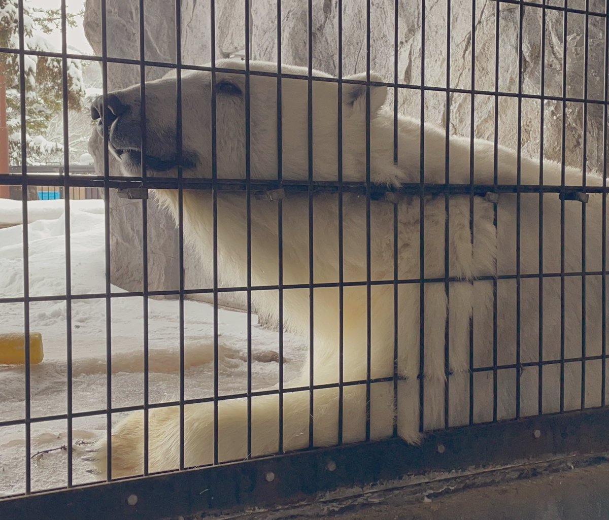推し🥹😍😘

2026.2.12❄️
#旭山動物園
#ホッキョクグマ
#ピリカ