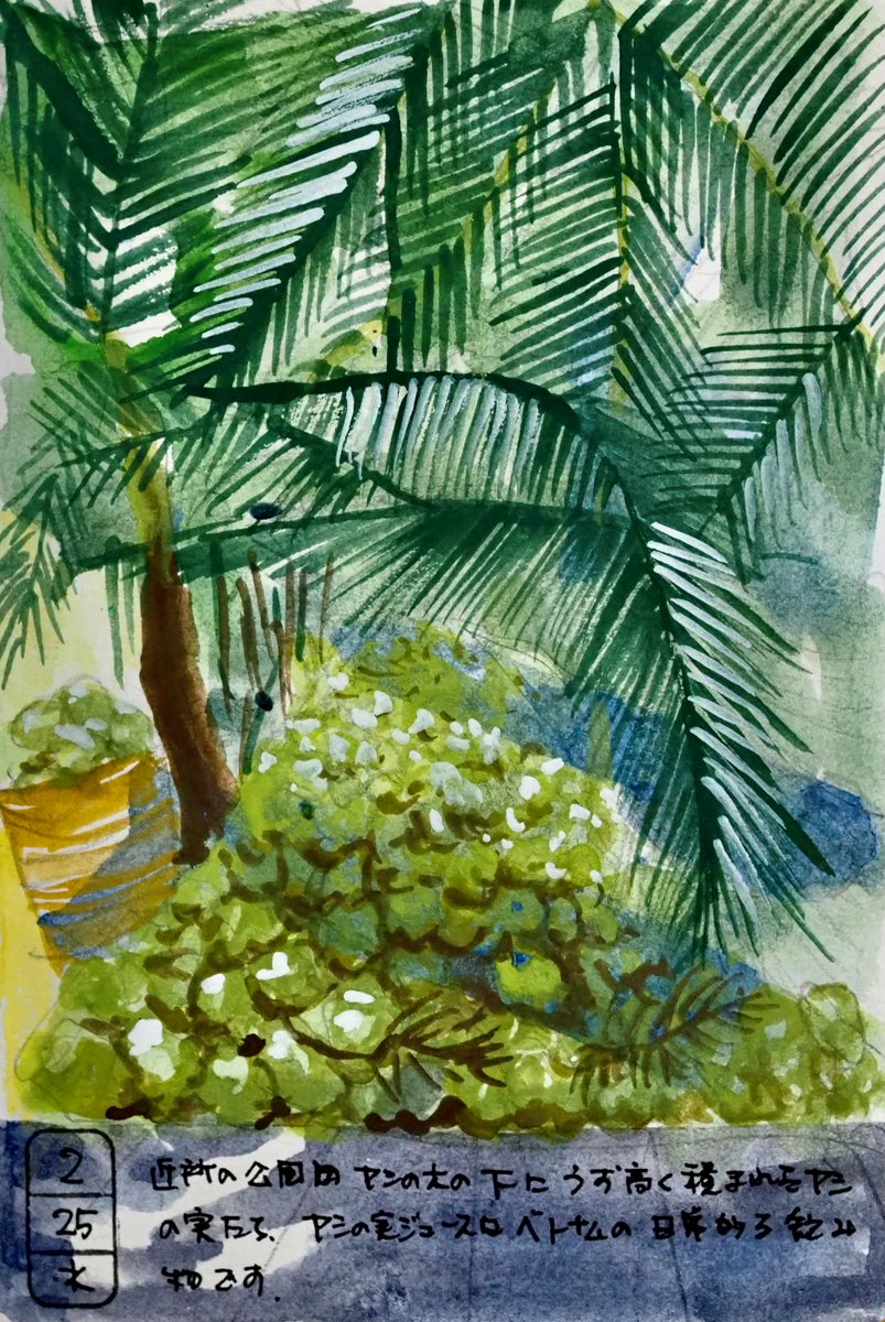 2月25日（水）近所の公園にうずたかく積み上げられたヤシのみ。ヤシの