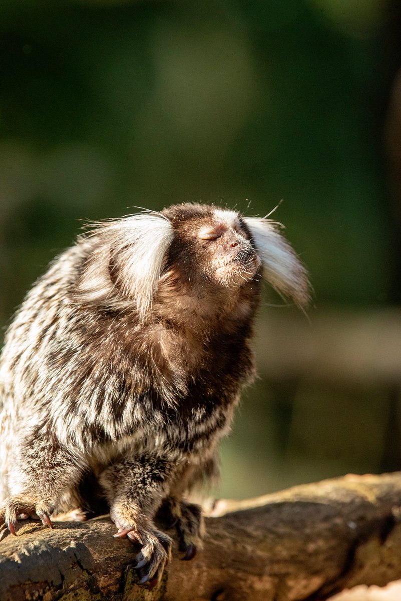 Monkey Haven🐵 tweet media