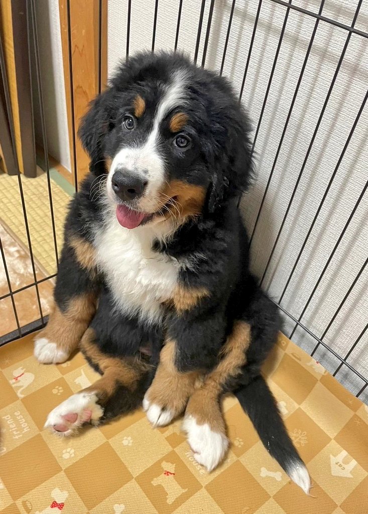 ここあ (@coco_bmd) / Posts / X