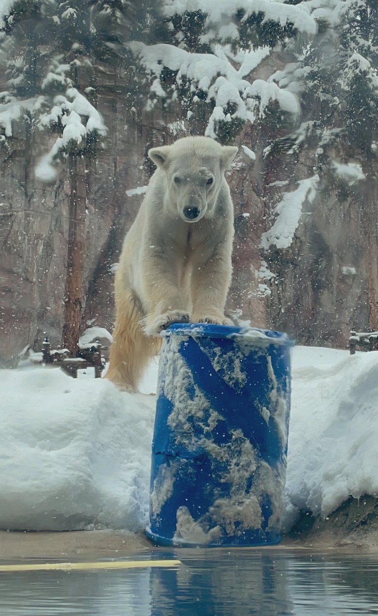 ルルさんの心マ🩷‼︎

2026.2.12❄️
#旭山動物園
#ホッキョクグマ
#ルル