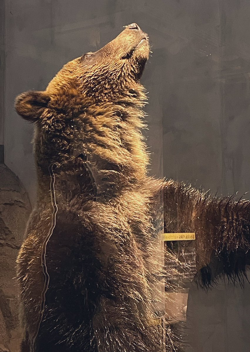 置き物感…のあるすな🧸

2026.2.12❄️
#旭山動物園
#エゾヒグマ
#すなすけ