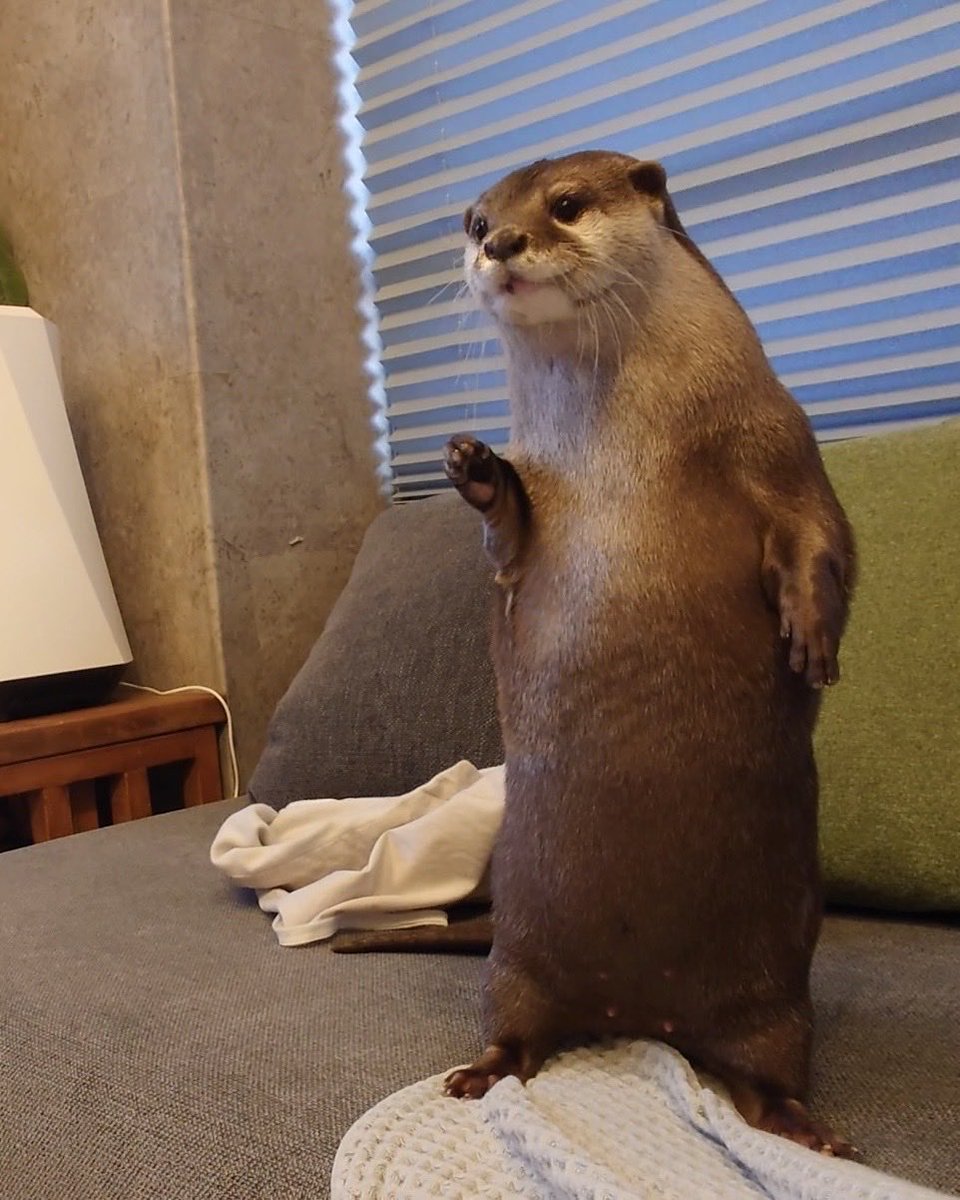 カワウソ コタロー&ハナ Otter Kotaro&Hana tweet media