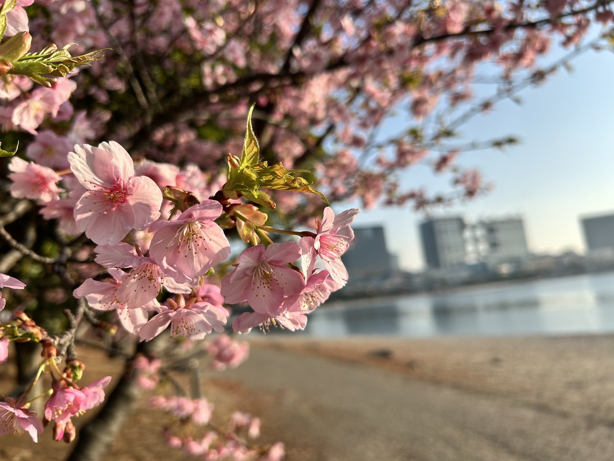 仕事じゃなきゃなぁ😩
#お台場海浜公園