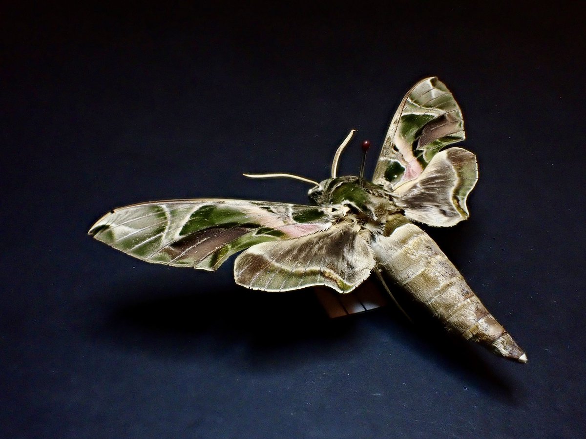 トーゴ産のスズメガ、Daphnis nerii 所謂キョウチクトウスズメと呼ばれ