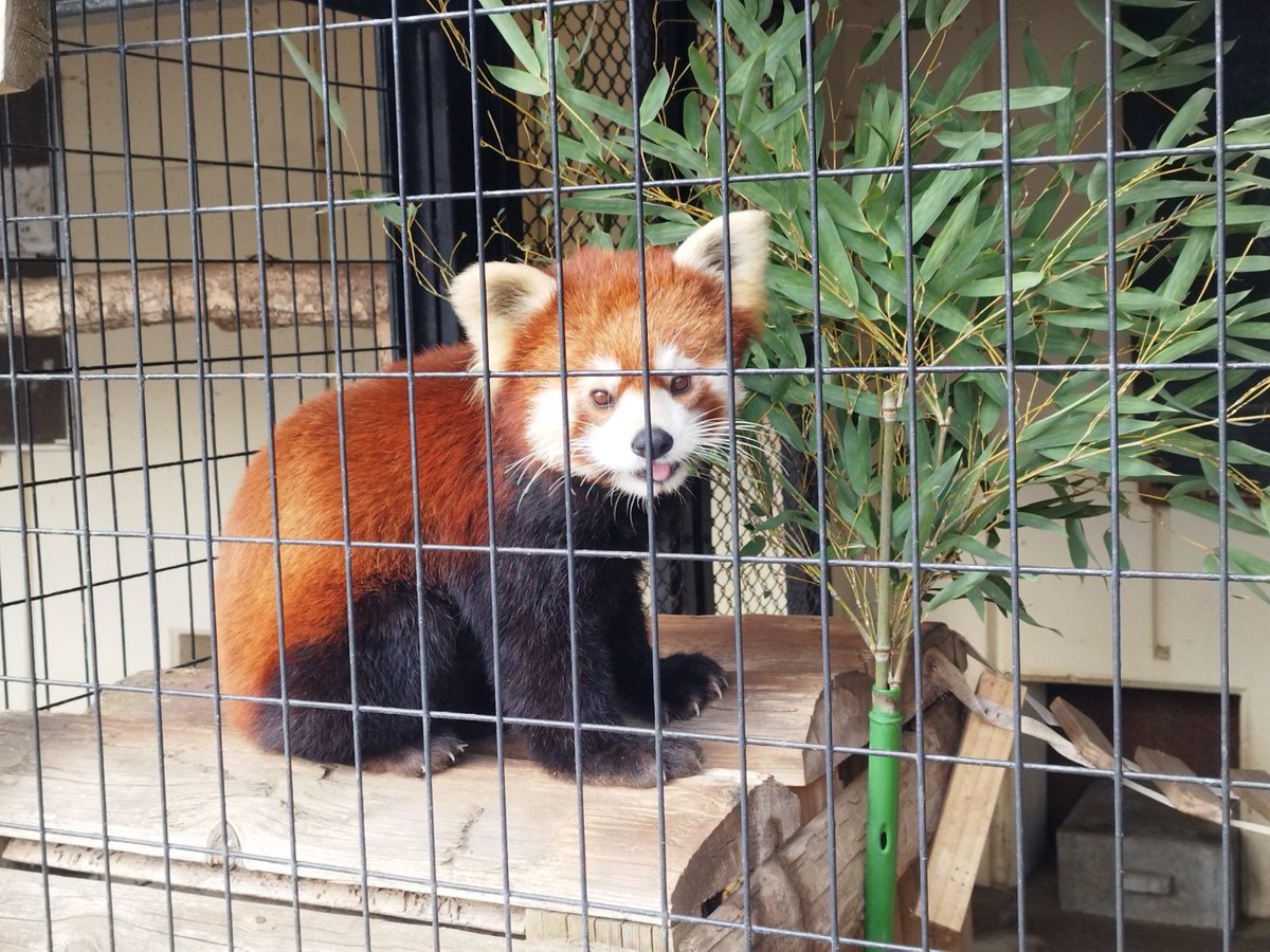 本日2月18日は休園日。 そんな日の朝の #レッサーパンダ です。 舌を