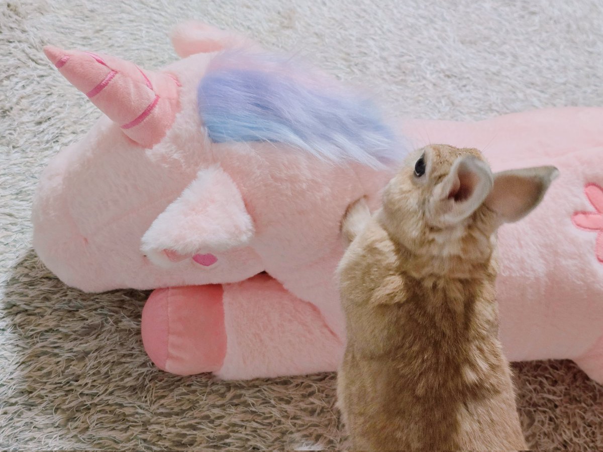 아기토끼 푸딩이 tweet media