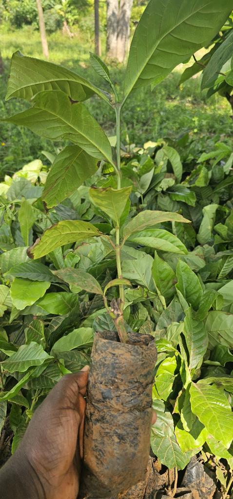 MbaziiraKazibwe's tweet photo. Some dry up,some grow into poor quality for varying reasons.Its a fact.
When we plant coffee,replacment is a must do to achieve the desired goal. 
In 2 years,it will be a story of yield after yield,InshaAllah 
#LambulaLimaLunda 
#DigitalAgroTourism
#11thApril2026 
#Cocoland https://t.co/9LIyH2gNul