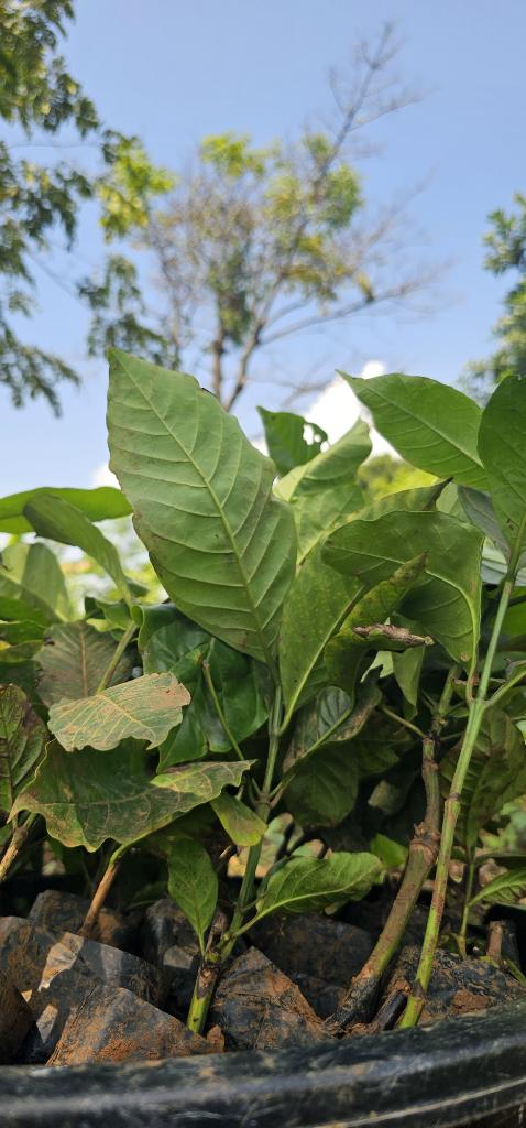 MbaziiraKazibwe's tweet photo. Some dry up,some grow into poor quality for varying reasons.Its a fact.
When we plant coffee,replacment is a must do to achieve the desired goal. 
In 2 years,it will be a story of yield after yield,InshaAllah 
#LambulaLimaLunda 
#DigitalAgroTourism
#11thApril2026 
#Cocoland https://t.co/9LIyH2gNul
