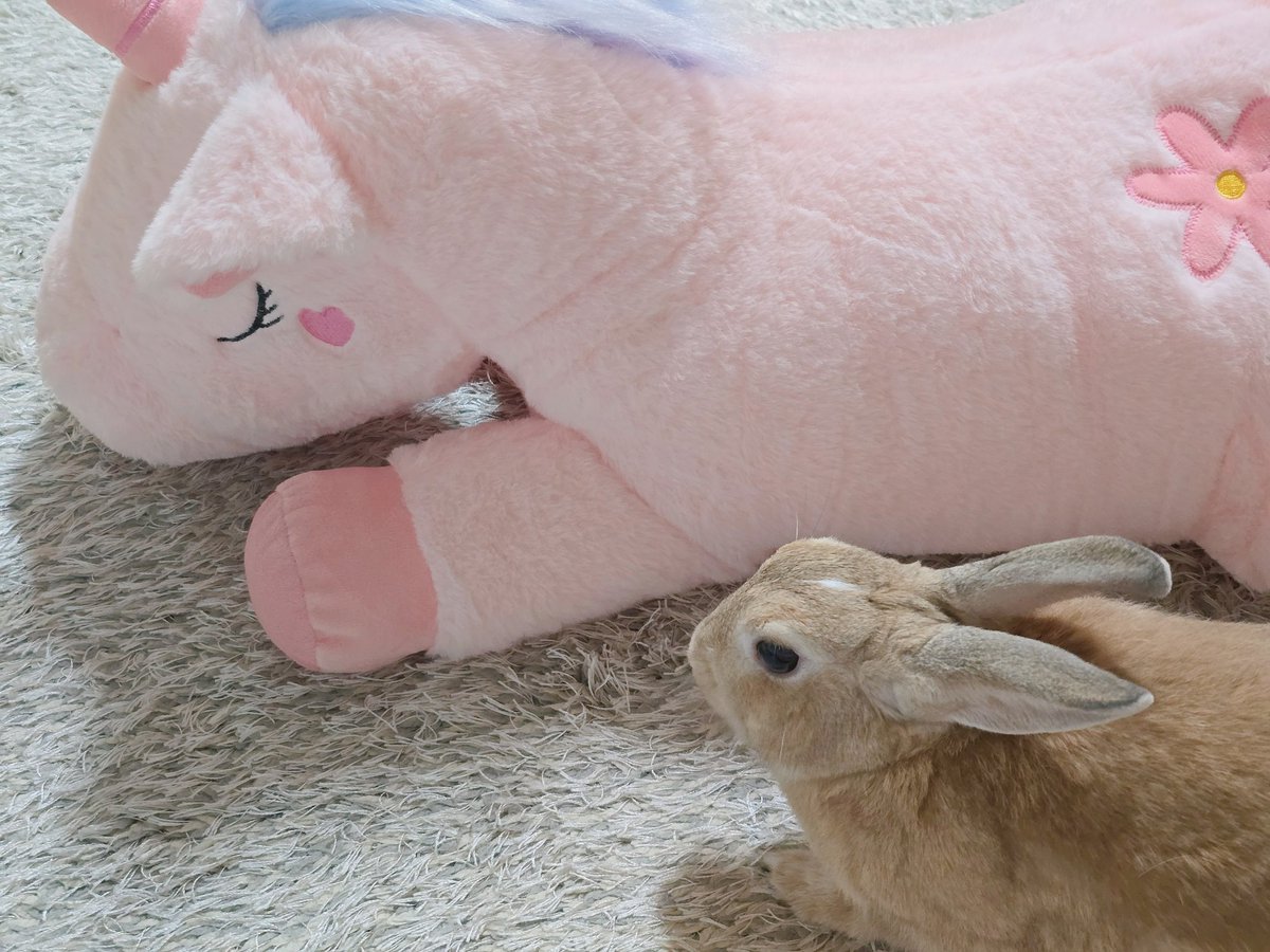 아기토끼 푸딩이 tweet media