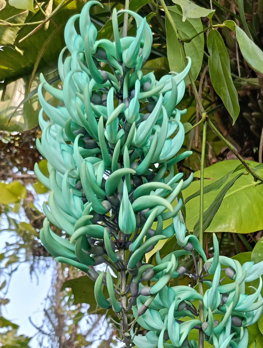ดอกพวงหยก (Jade Vine) 
เป็นไม้เถาออกดอกช่วงต้นฤดูร้อน ดอกสีแปลกมาก เหมือนโฟโต้ช็อป 😂 แต่มันสีนี้จริงๆนะ 555 เหมือนหยกสมชื่อ 

ต้นนี้ที่บ้านเพื่อนคุณแม่ ของที่บ้านนี่เคยมีแต่พ่อเผลอตัดแต่งเพลินไปหน่อยเลยตุยเย่ไป เหลือแต่พวงโกเมนสีส้ม