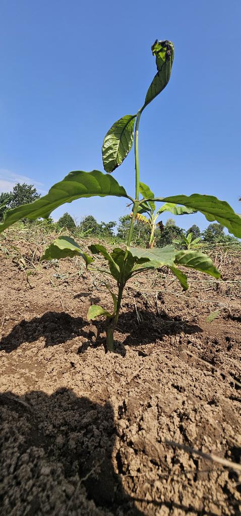 MbaziiraKazibwe's tweet photo. Some dry up,some grow into poor quality for varying reasons.Its a fact.
When we plant coffee,replacment is a must do to achieve the desired goal. 
In 2 years,it will be a story of yield after yield,InshaAllah 
#LambulaLimaLunda 
#DigitalAgroTourism
#11thApril2026 
#Cocoland https://t.co/9LIyH2gNul