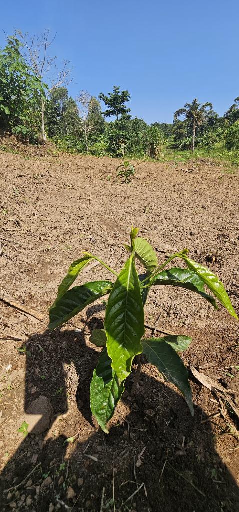 MbaziiraKazibwe's tweet photo. Some dry up,some grow into poor quality for varying reasons.Its a fact.
When we plant coffee,replacment is a must do to achieve the desired goal. 
In 2 years,it will be a story of yield after yield,InshaAllah 
#LambulaLimaLunda 
#DigitalAgroTourism
#11thApril2026 
#Cocoland https://t.co/9LIyH2gNul