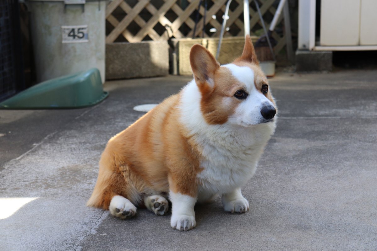 Pet_pedia's tweet photo. きゅるんとした瞳で見つめられると、ついついご飯やおやつをあげたくなってしまいますよね🐶

しかし、わんちゃんにも人間と同じように肥満によるリスクが…！！  今回は、肥満によるリスクを含め、犬のダイエット方法について獣医師が解説します☺

https://t.co/W1pK2OSPlR

#Petpedia #犬 https://t.co/tOwHgCUXaB