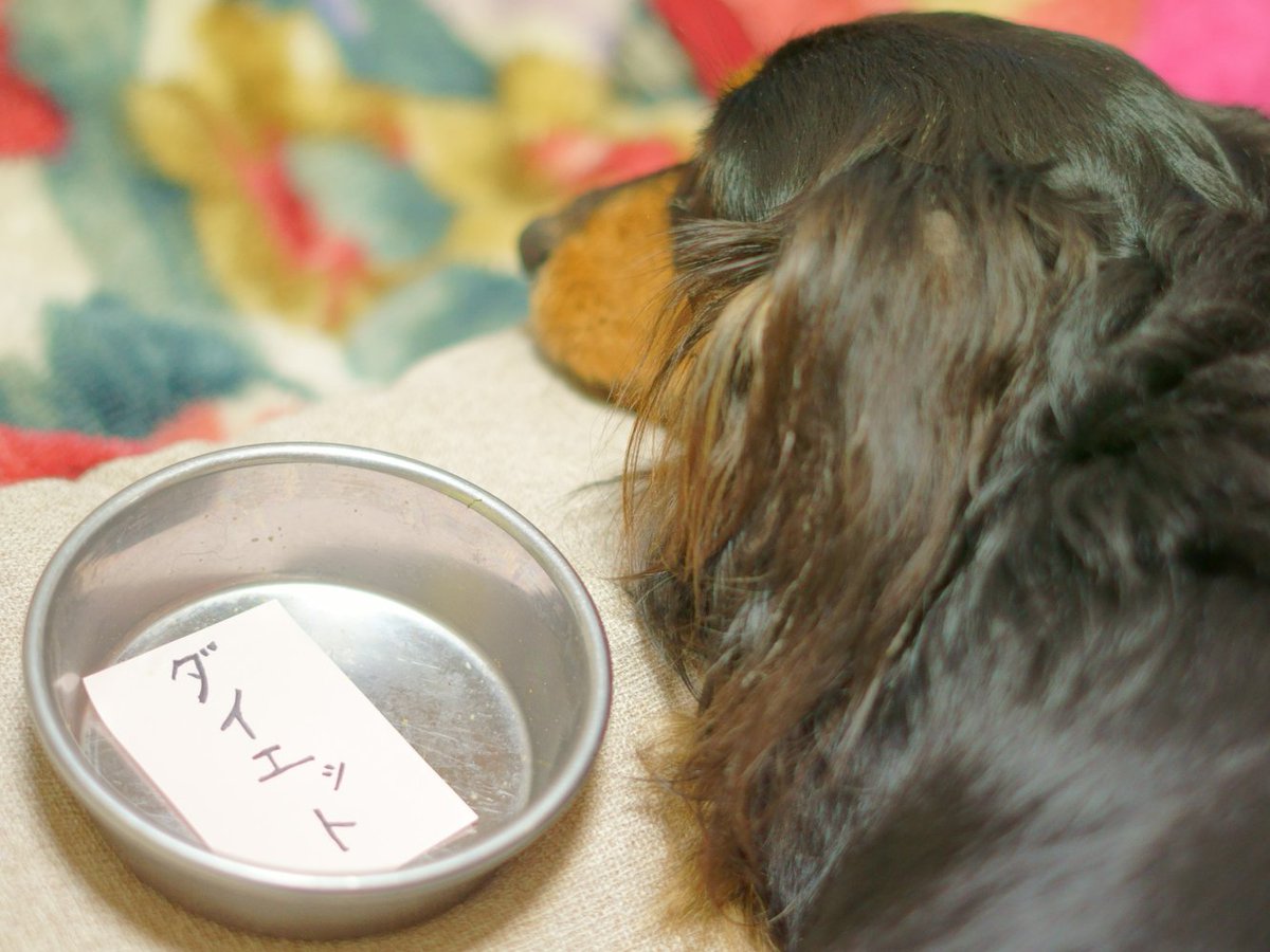 Pet_pedia's tweet photo. きゅるんとした瞳で見つめられると、ついついご飯やおやつをあげたくなってしまいますよね🐶

しかし、わんちゃんにも人間と同じように肥満によるリスクが…！！  今回は、肥満によるリスクを含め、犬のダイエット方法について獣医師が解説します☺

https://t.co/W1pK2OSPlR

#Petpedia #犬 https://t.co/tOwHgCUXaB