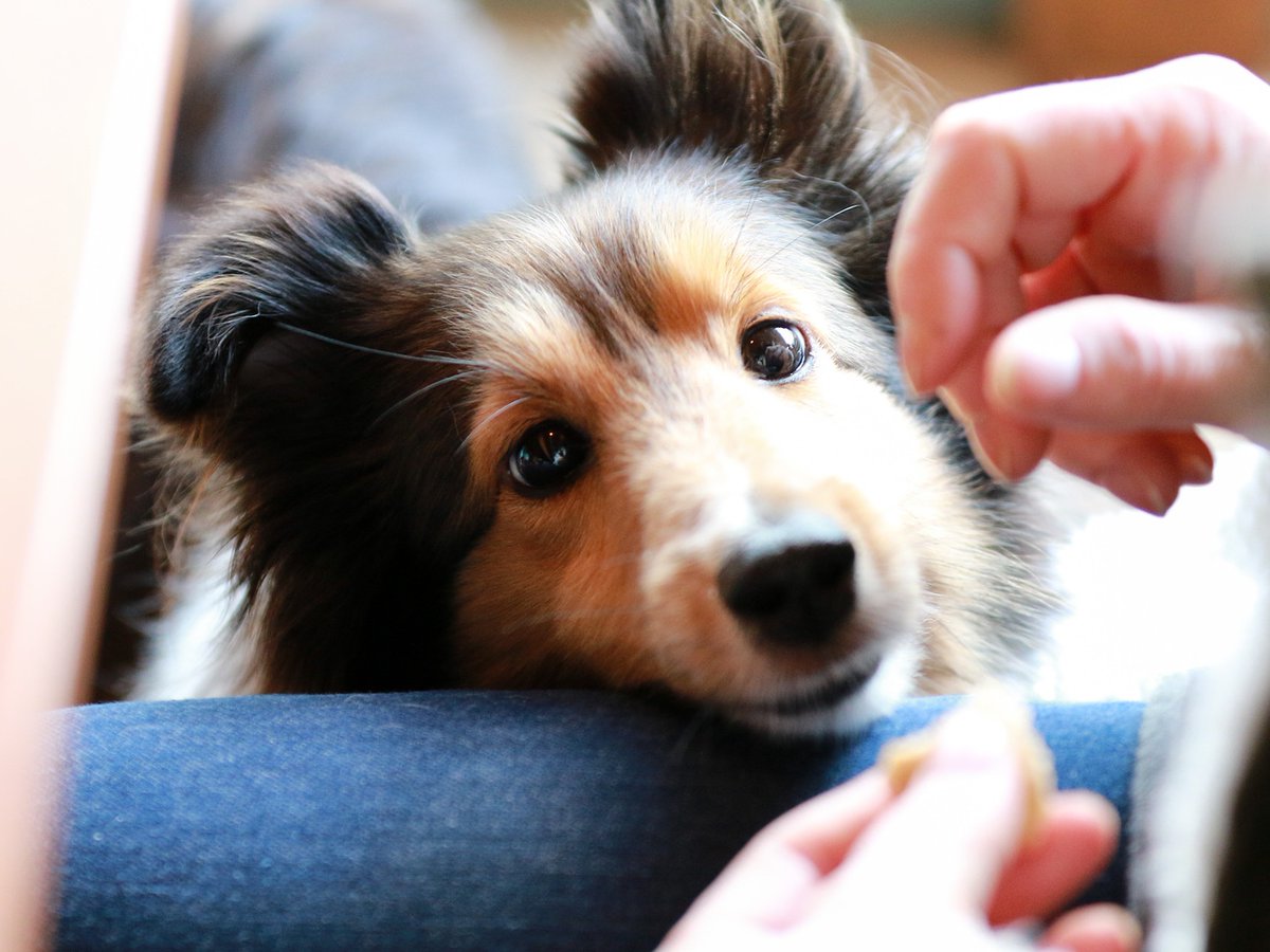 Pet_pedia's tweet photo. きゅるんとした瞳で見つめられると、ついついご飯やおやつをあげたくなってしまいますよね🐶

しかし、わんちゃんにも人間と同じように肥満によるリスクが…！！  今回は、肥満によるリスクを含め、犬のダイエット方法について獣医師が解説します☺

https://t.co/W1pK2OSPlR

#Petpedia #犬 https://t.co/tOwHgCUXaB