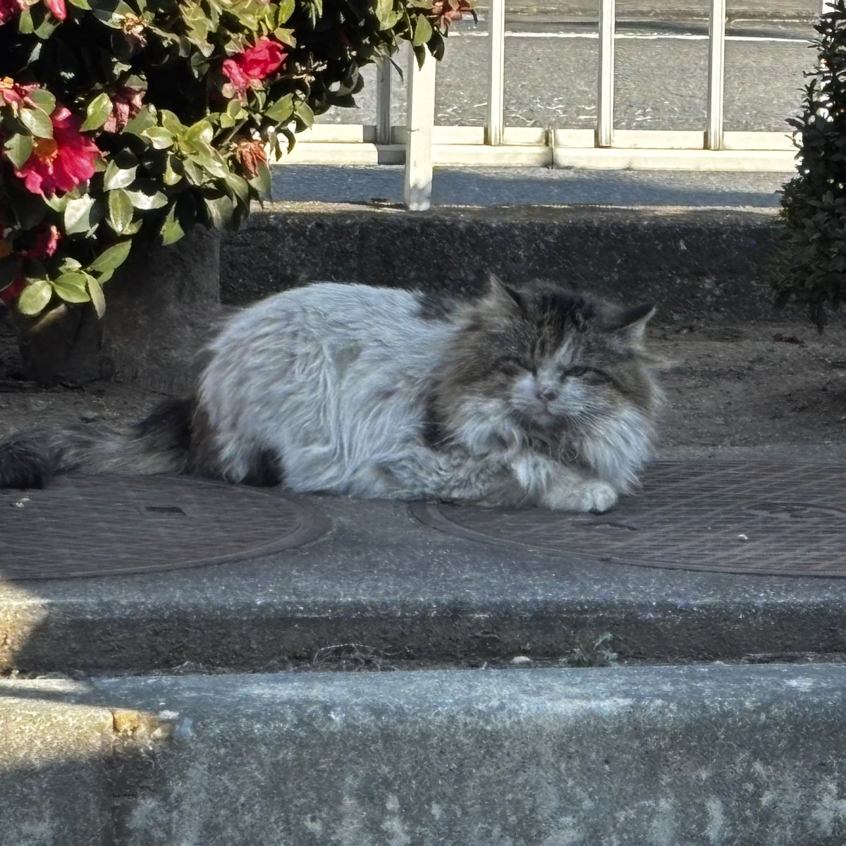 前橋市某所で発見したのだけど、首輪はしているものの飼い猫にしてはありえない程汚れているので迷い猫っぽかったです。
長毛で男の子と思われます。
確保はできませんでしたが情報提供程度は出来ますので心当たりある方は連絡ください。
#迷い猫