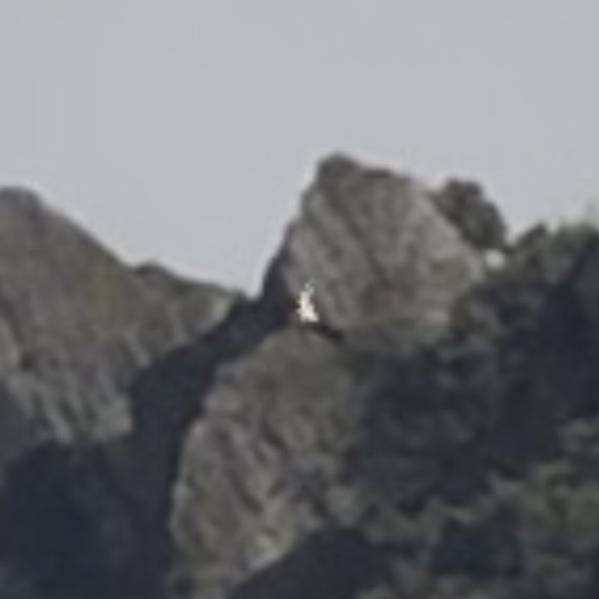 azami 星洛薊野 | singer & topliner |意識載體冬眠中 tweet media