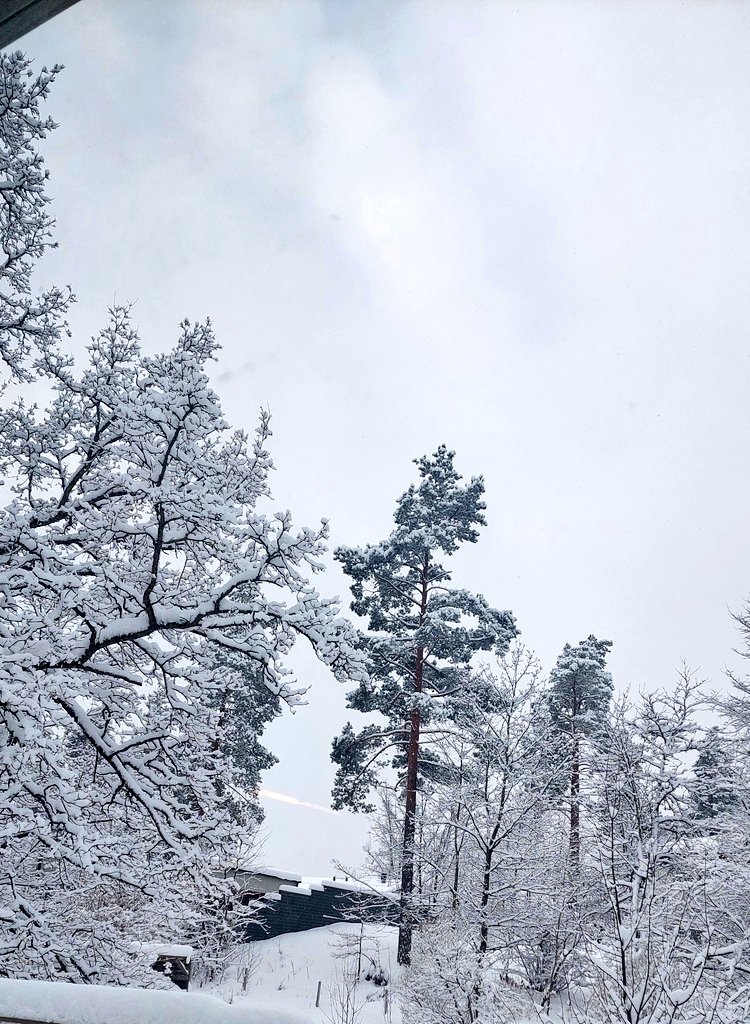 PikkasenTuhma's tweet photo. Huomenta 🩵! Aamun maisemassa vähän tammea, mäntyä ja vaahteraa 💪❄️💪. #LuntaOn https://t.co/XNY7wiseKU