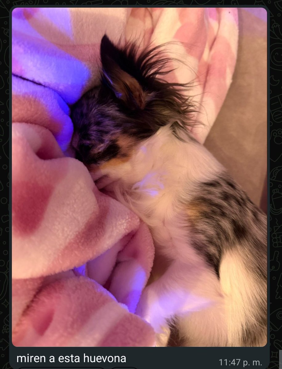 Inforivari's tweet image. 📲 || rivers via canal de whatsapp