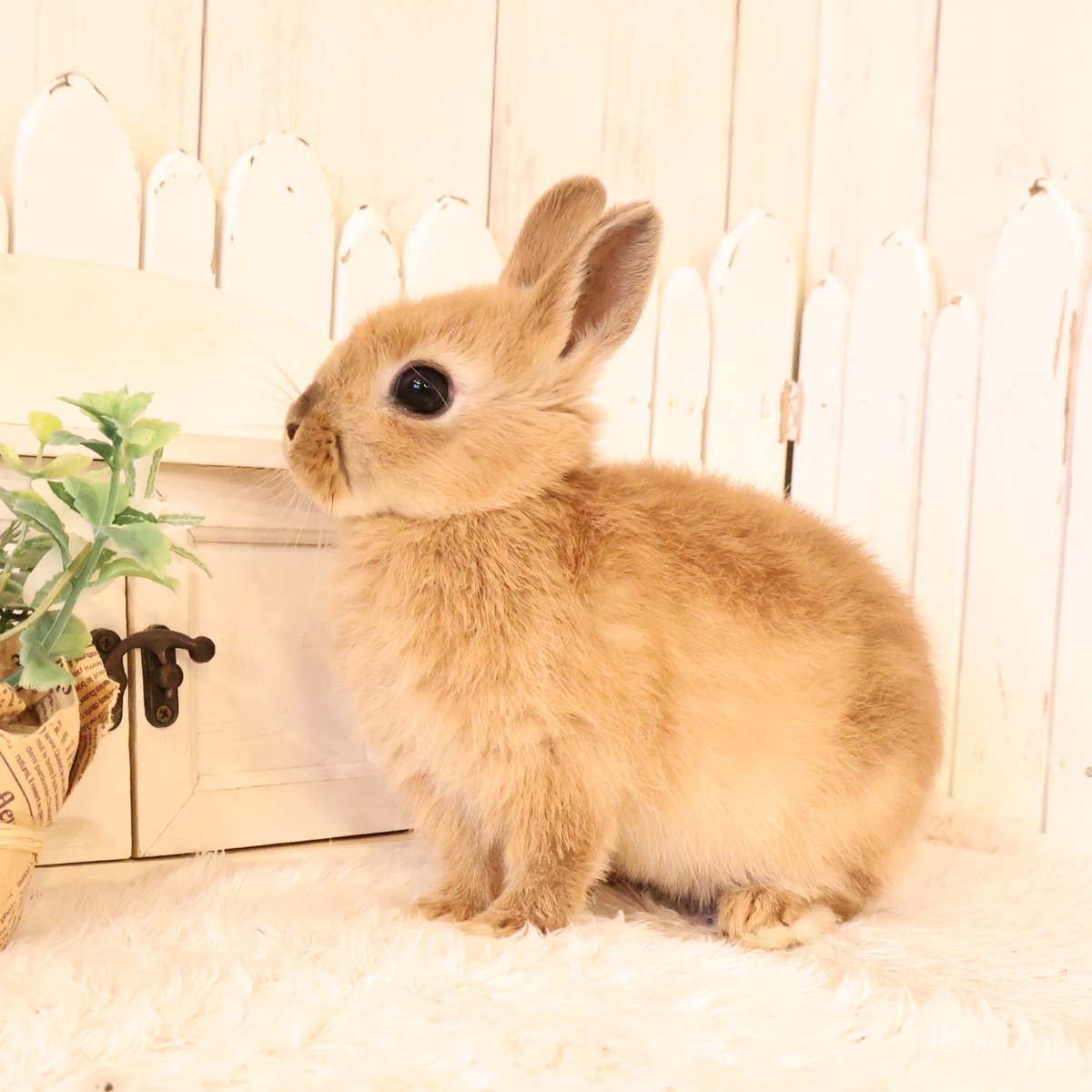 今週もちびうさぎさんが元気にデビュー♪ 今回はネザーのオレンジ