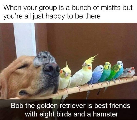 WholesomeMeme's tweet photo. https://t.co/Qyrku3Of4h