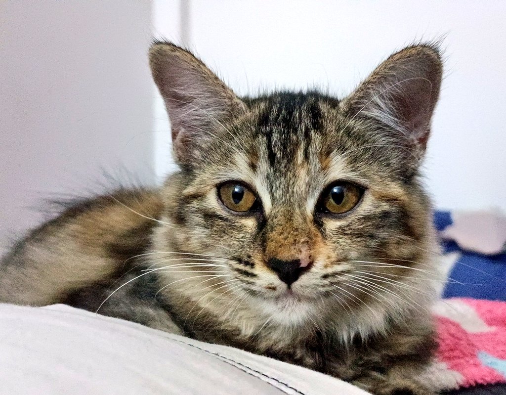 สวัสดีค่ะ หนูชื่อสิงหา  หนูสวยหรือไม่