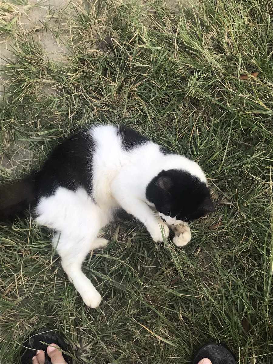 NIKI_THECAT's tweet photo. Kucing terlantar. Pungut gak ya guys? https://t.co/a34EUHTo9w