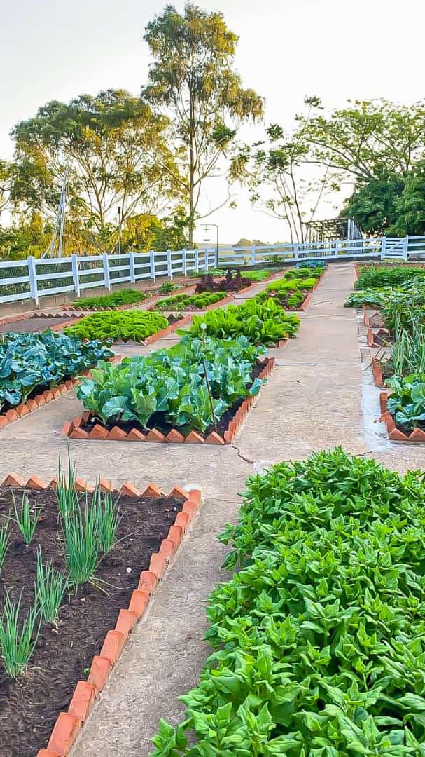 UsengimanaEric8's tweet image. Every family deserves a #HomeGarden that looks like this; fresh, green, and full of life.

Small spaces in our homes can create a big impacts.

#AgribusinessManagement