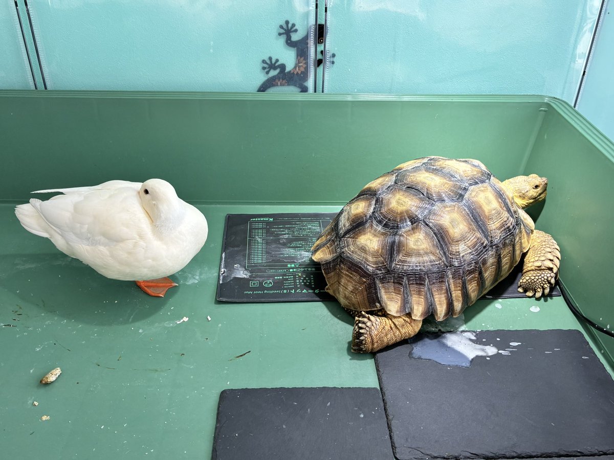 🪿🐢