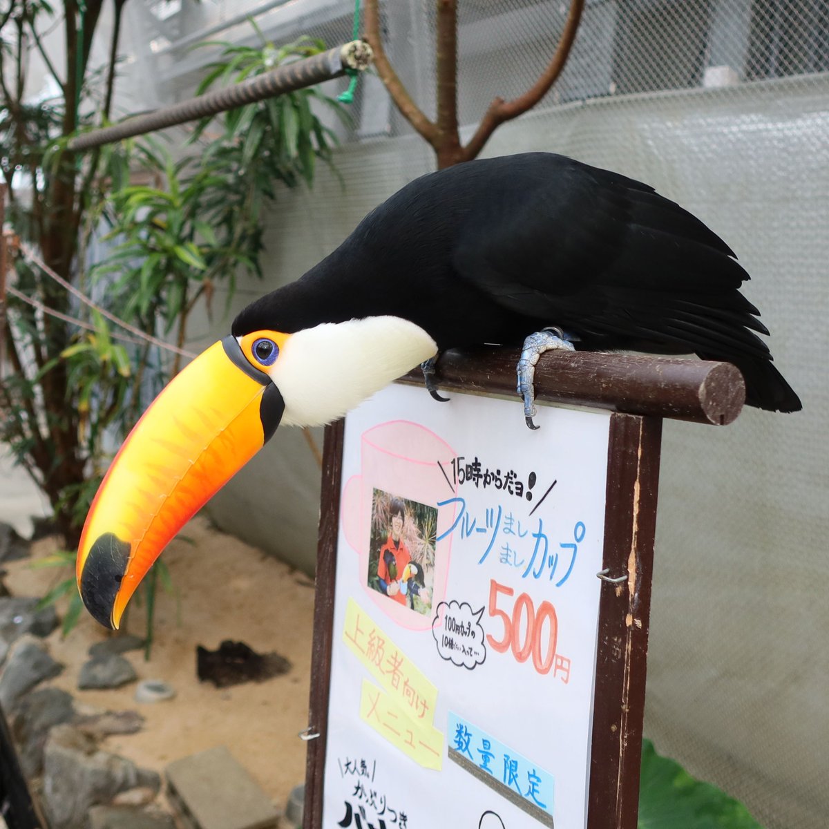 ね？いいでしょ？
「フルーツましましカップ」買って❤

#オニオオハシ