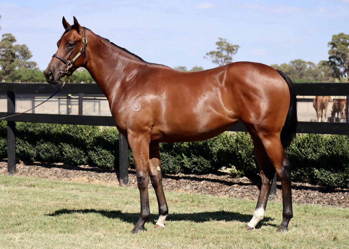 Shadow Hill Th'breds tweet media