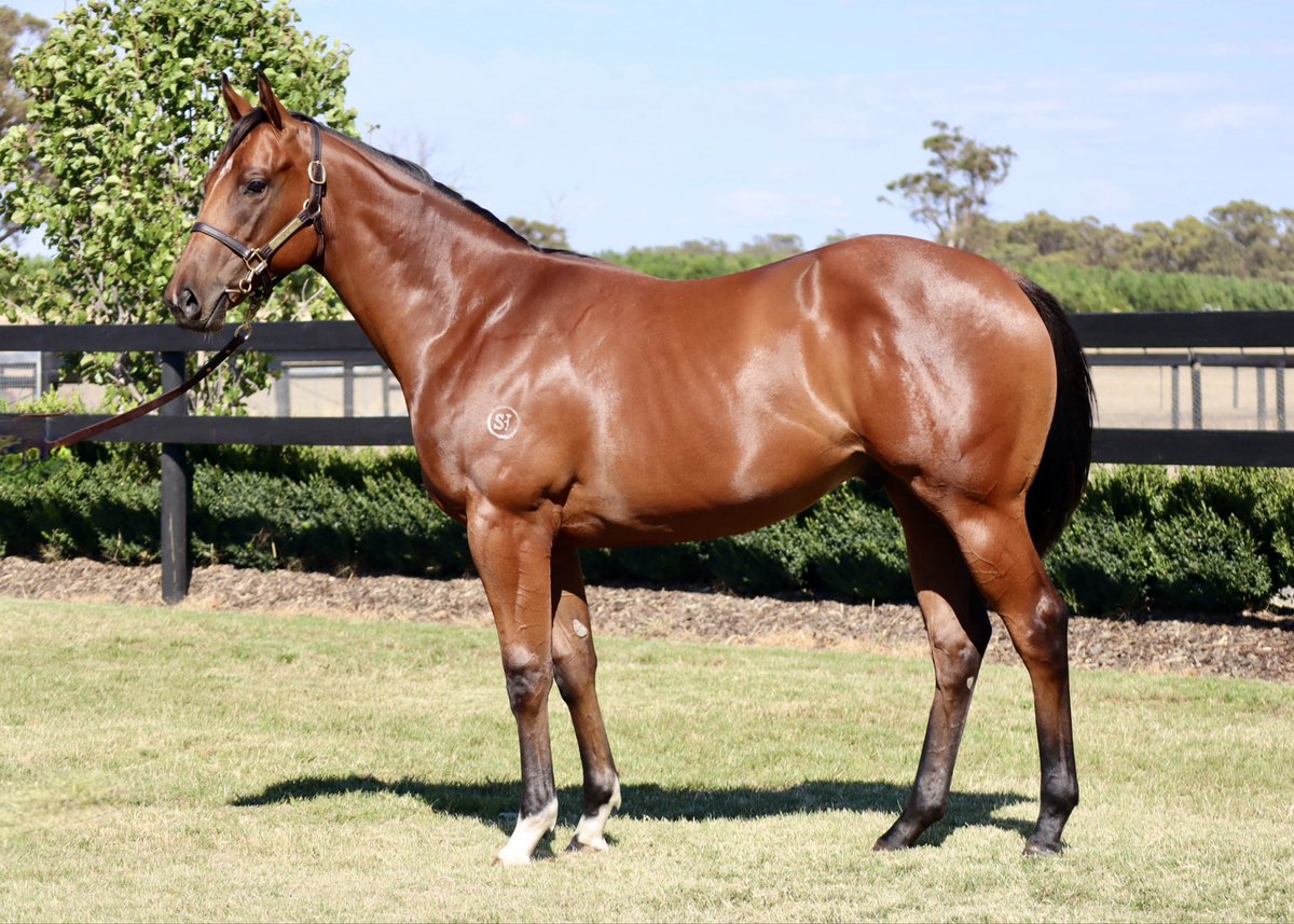 Shadow Hill Th'breds tweet media