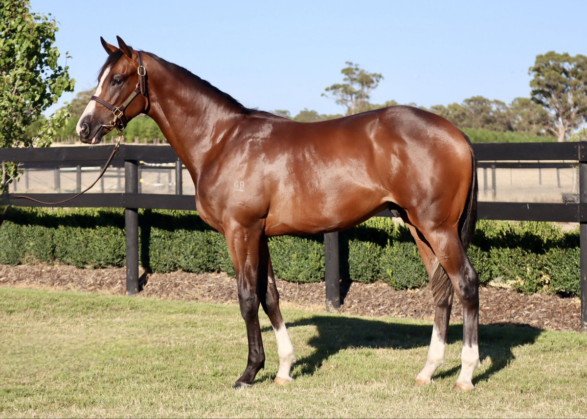 Shadow Hill Th'breds tweet media