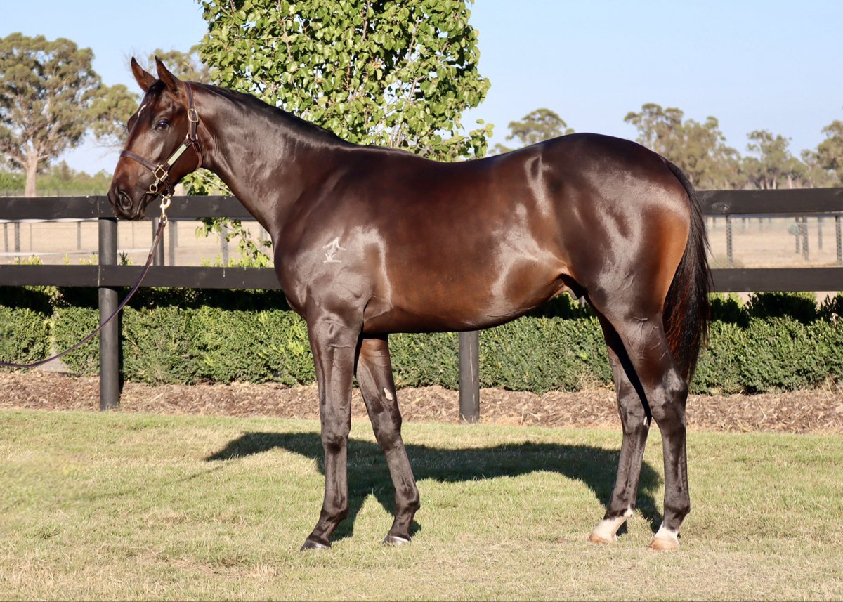 Shadow Hill Th'breds tweet media