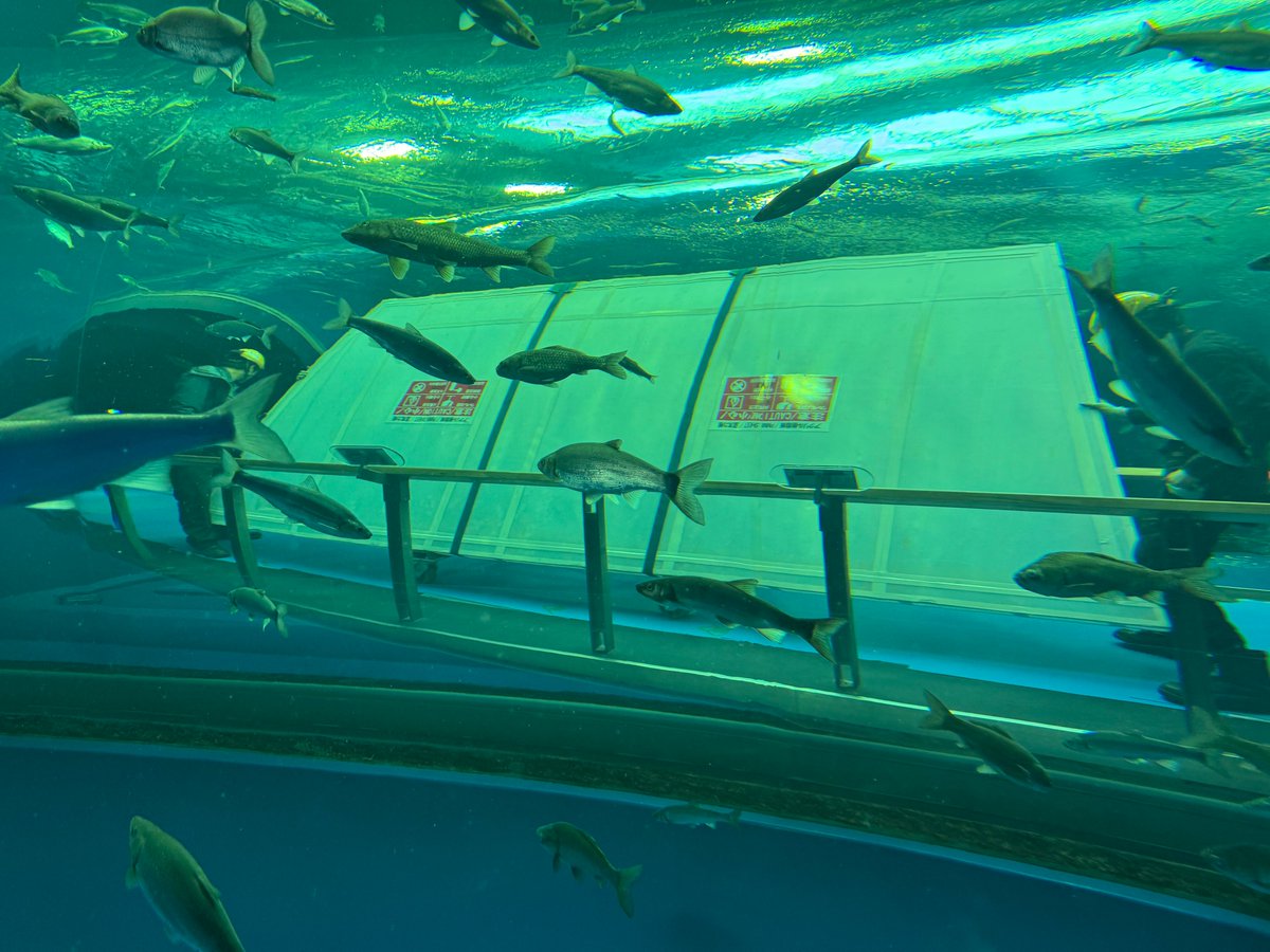 新たな水槽のアクリルの搬入について、クラウドファンディングの活動