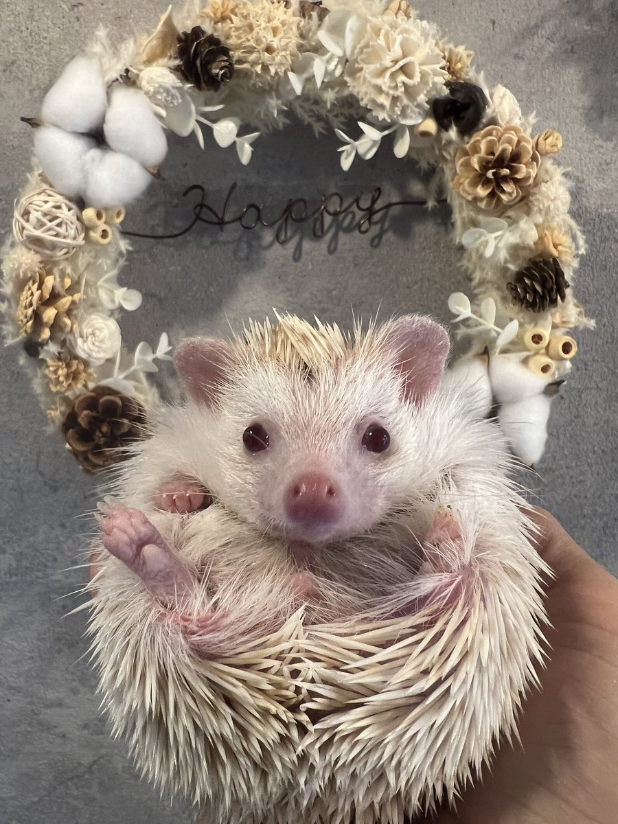 こんにちは♪ 本日も19時まで営業しております🈺 お迎えできる